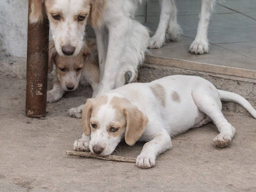 Adotta un cane, taglia media, maschio, Avellino