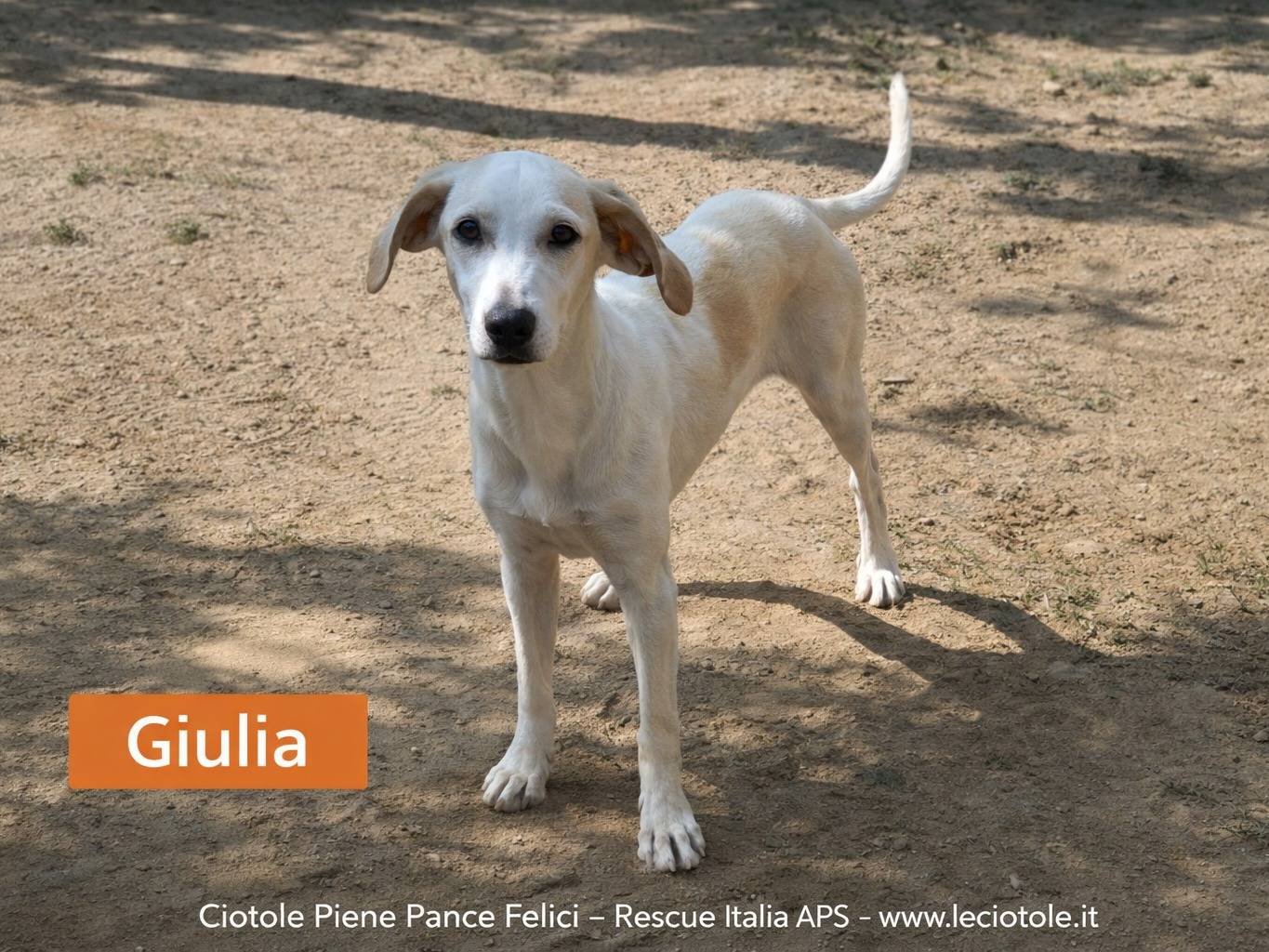 Adozione cane, femmina, Razza sconosciuta Razza sconosciuta, 4 mesi, taglia media, Avellino