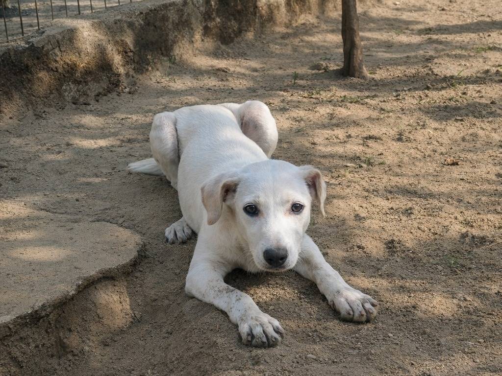 Adotta un cane, taglia media, femmina, Avellino