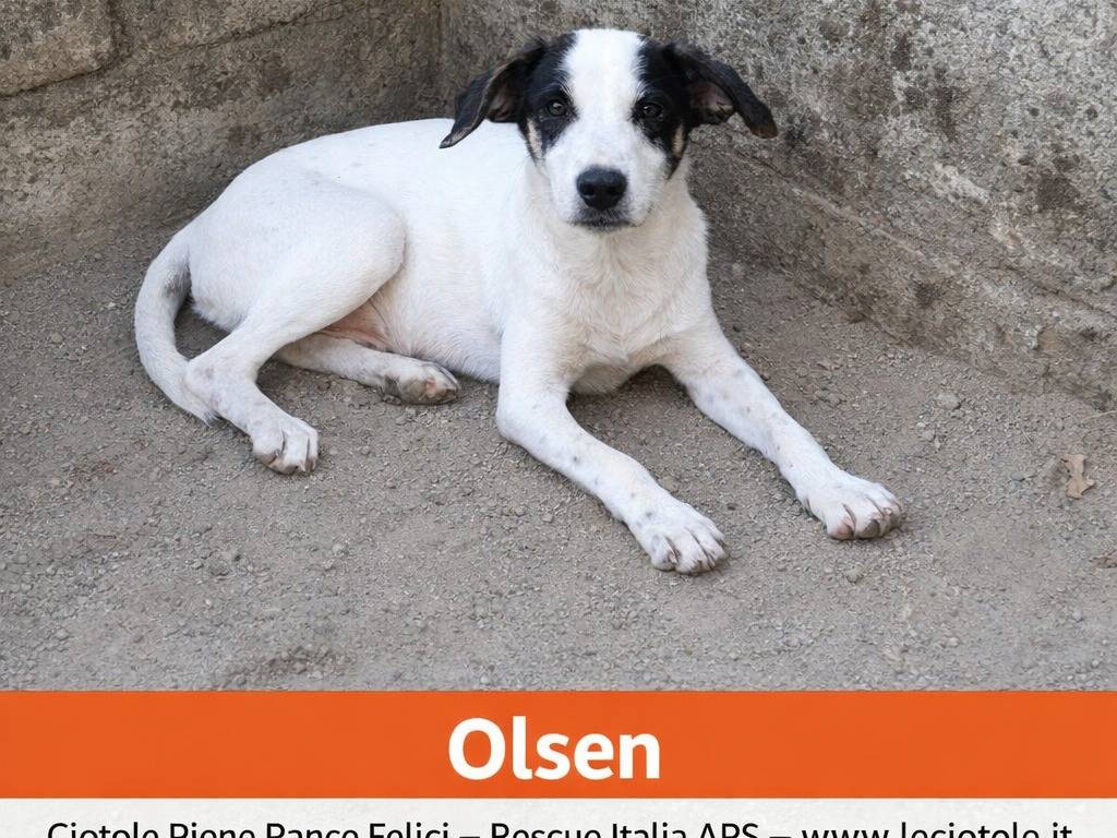 Adozione cane, maschio, Razza sconosciuta Razza sconosciuta, 4 mesi, taglia piccola, Avellino