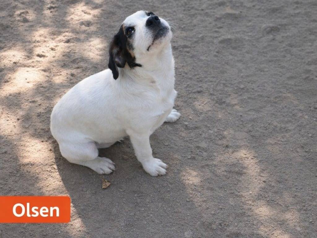 Adotta un cane, taglia piccola, maschio, Avellino