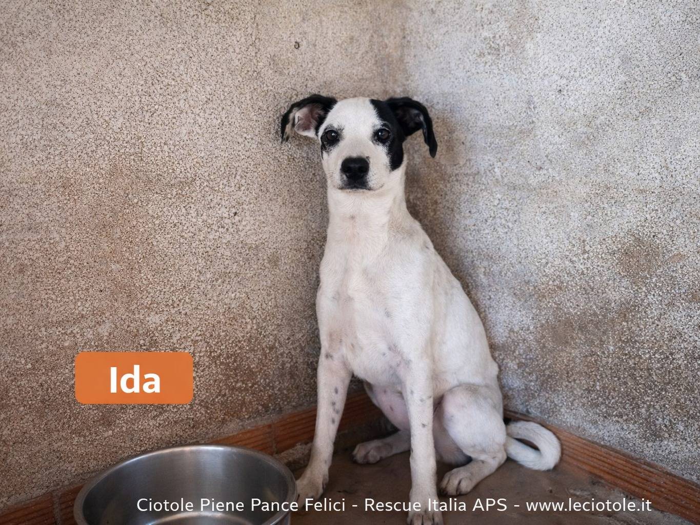 Adozione cane, femmina, Razza sconosciuta Razza sconosciuta, 4 mesi, taglia media, Avellino