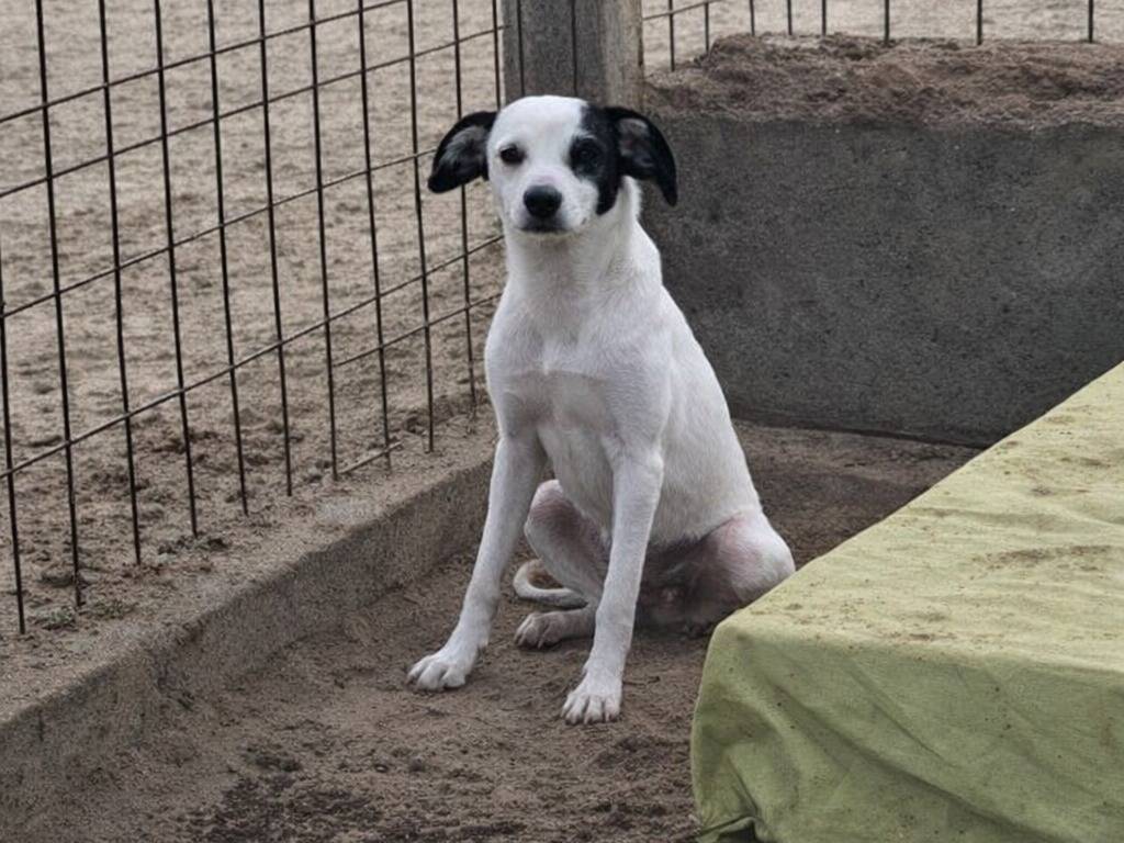 Adotta un cane, taglia media, femmina, Avellino