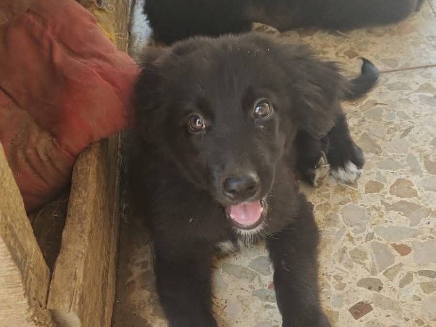 Adozione cane, maschio, Razza sconosciuta Razza sconosciuta, 2 mesi, taglia media, Trapani