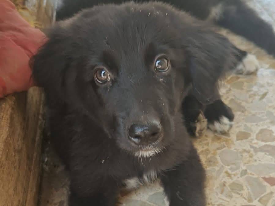 Adotta un cane, maschio, 2 mesi, Trapani