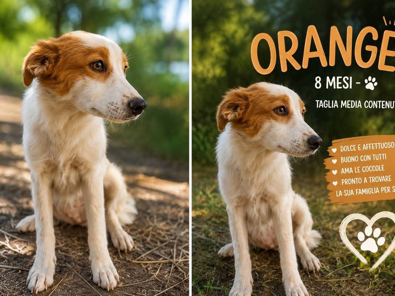 Adozione cane, femmina, Razza sconosciuta Razza sconosciuta, 6 mesi, taglia media, Trapani