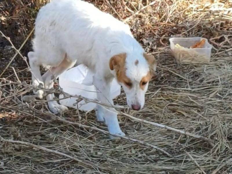Adotta un cane, femmina, 6 mesi, Trapani