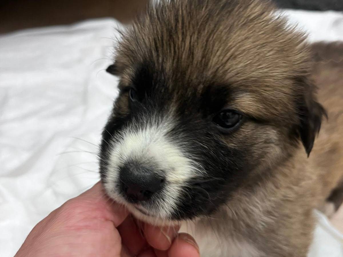 Adozione cane, maschio, Razza sconosciuta Razza sconosciuta, 5 mesi, taglia media, Bari