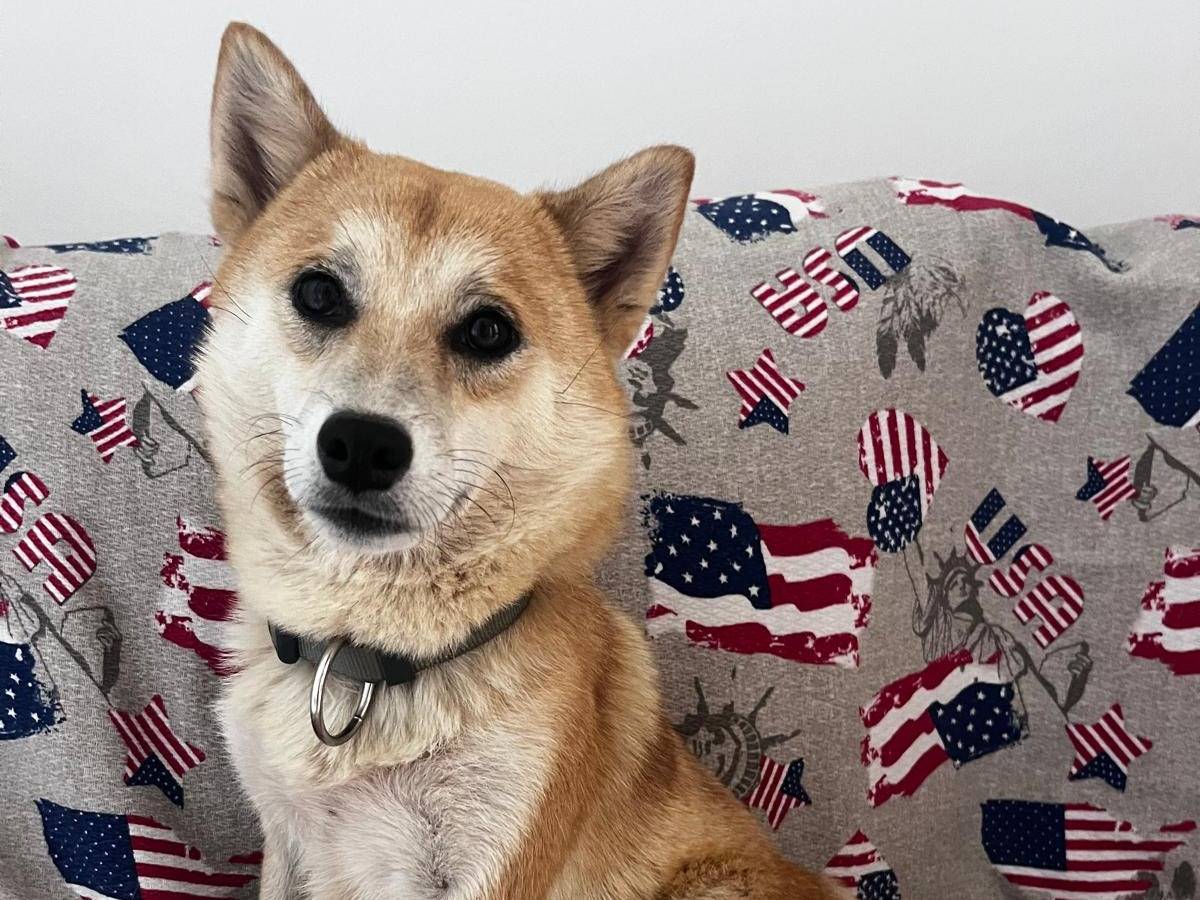 Adotta un cane, femmina, 2 anni e 4 mesi, Bari