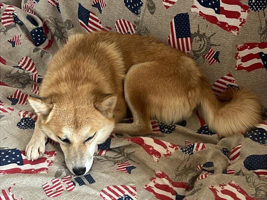 Adotta un cane, taglia piccola, femmina, Bari