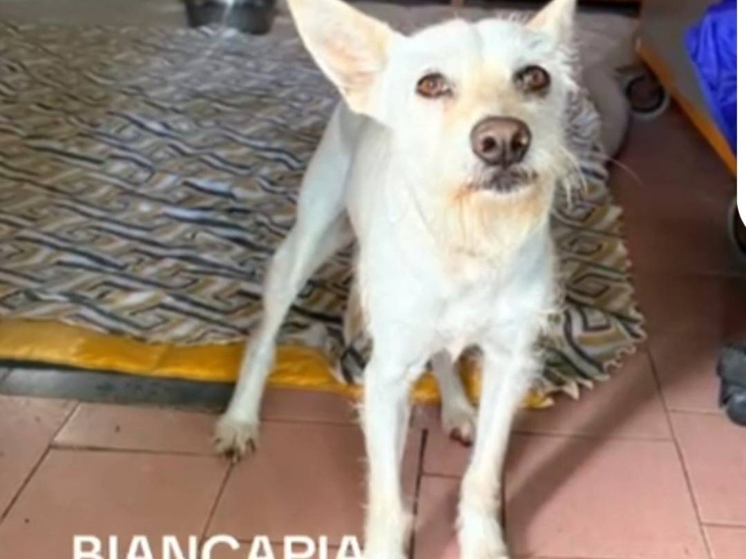 Adozione cane, femmina, Razza sconosciuta Razza sconosciuta, 3 anni e 3 mesi, taglia piccola, Napoli