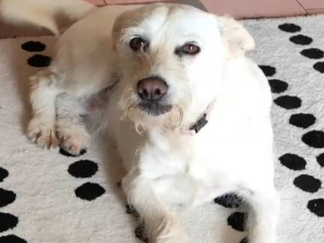 Adotta un cane, femmina, 3 anni e 3 mesi, Napoli