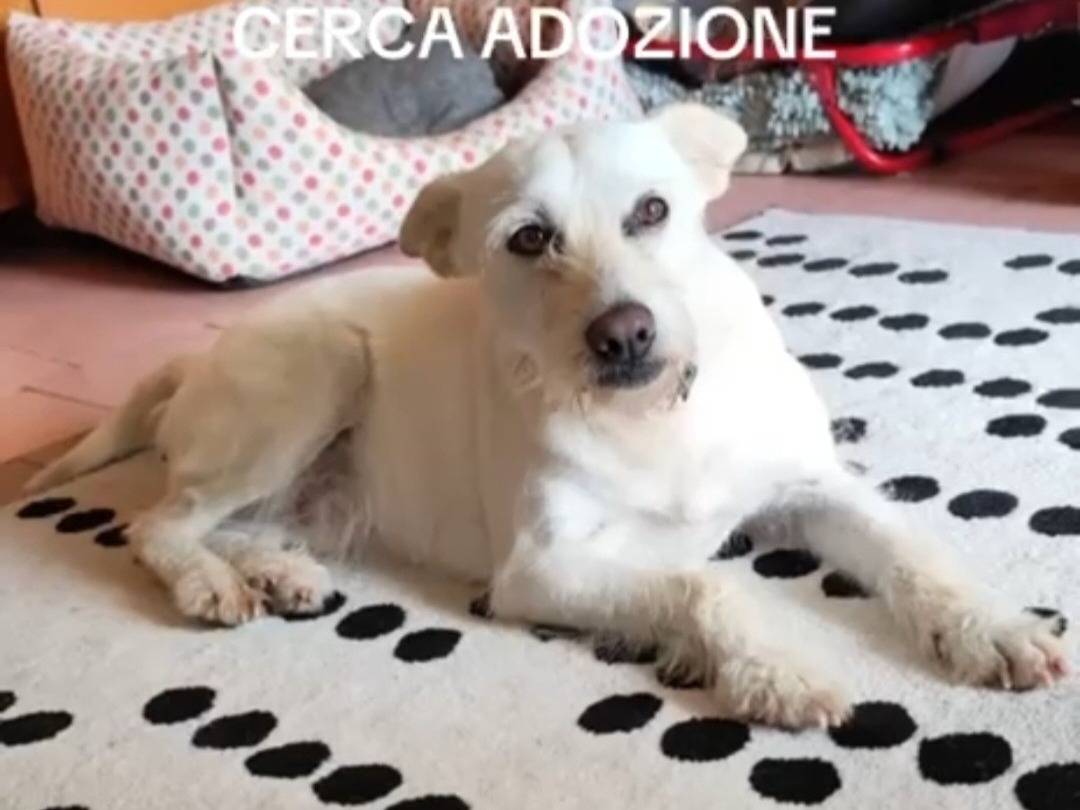 Adotta un cane, taglia piccola, femmina, Napoli