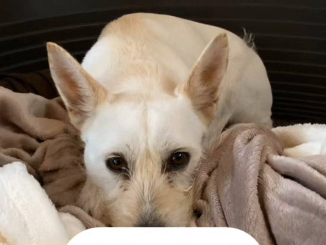 Vuoi adottare un cane a Napoli?