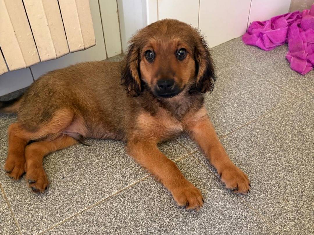 Adozione cane, maschio, Razza sconosciuta Razza sconosciuta, 1 mese, taglia media, Pavia