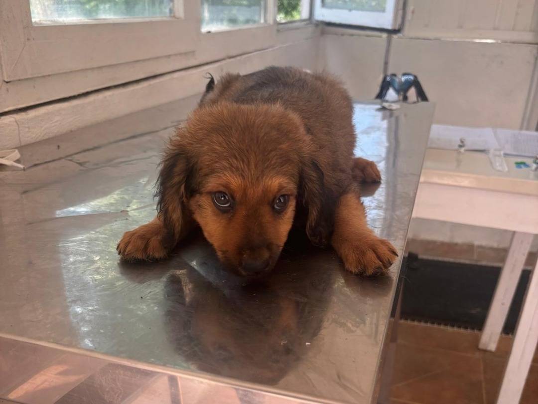 Adotta un cane, maschio, 1 mese, Pavia