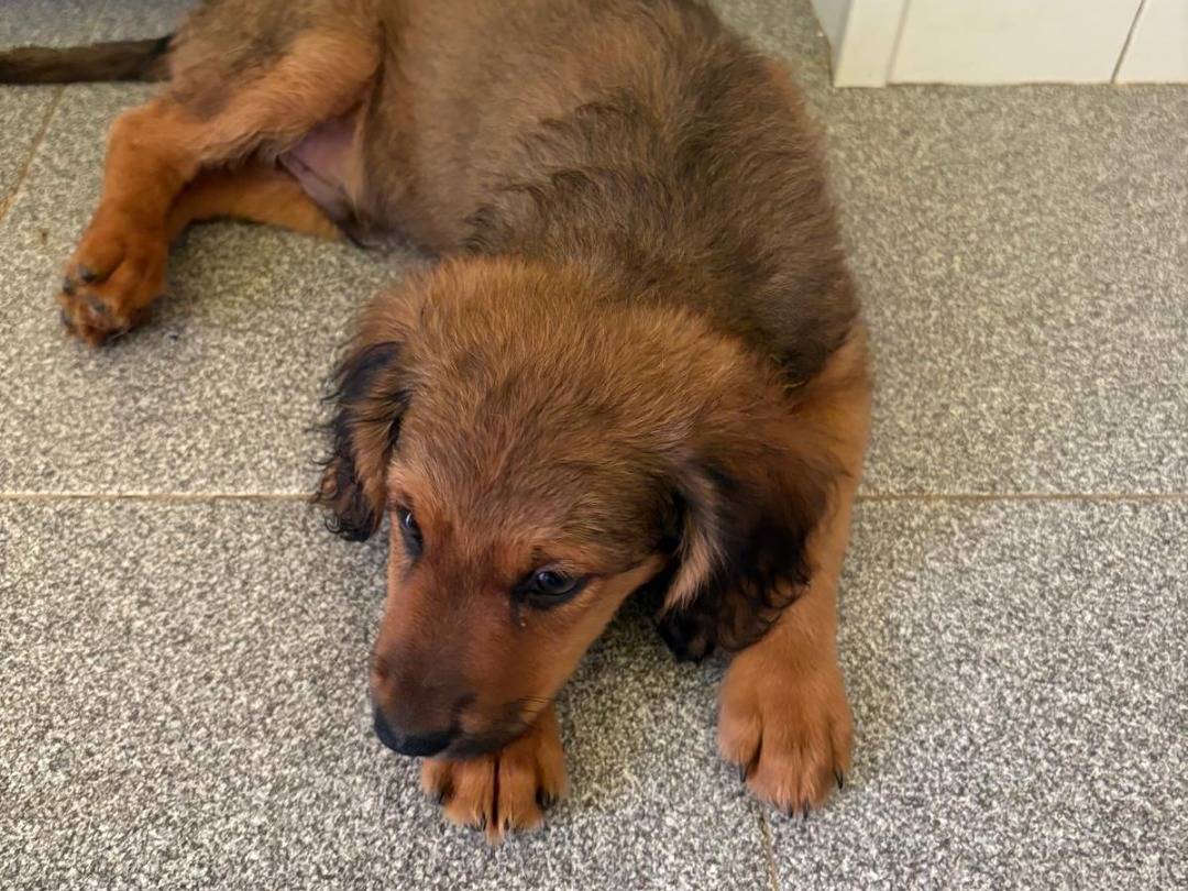 Adotta un cane, taglia media, maschio, Pavia