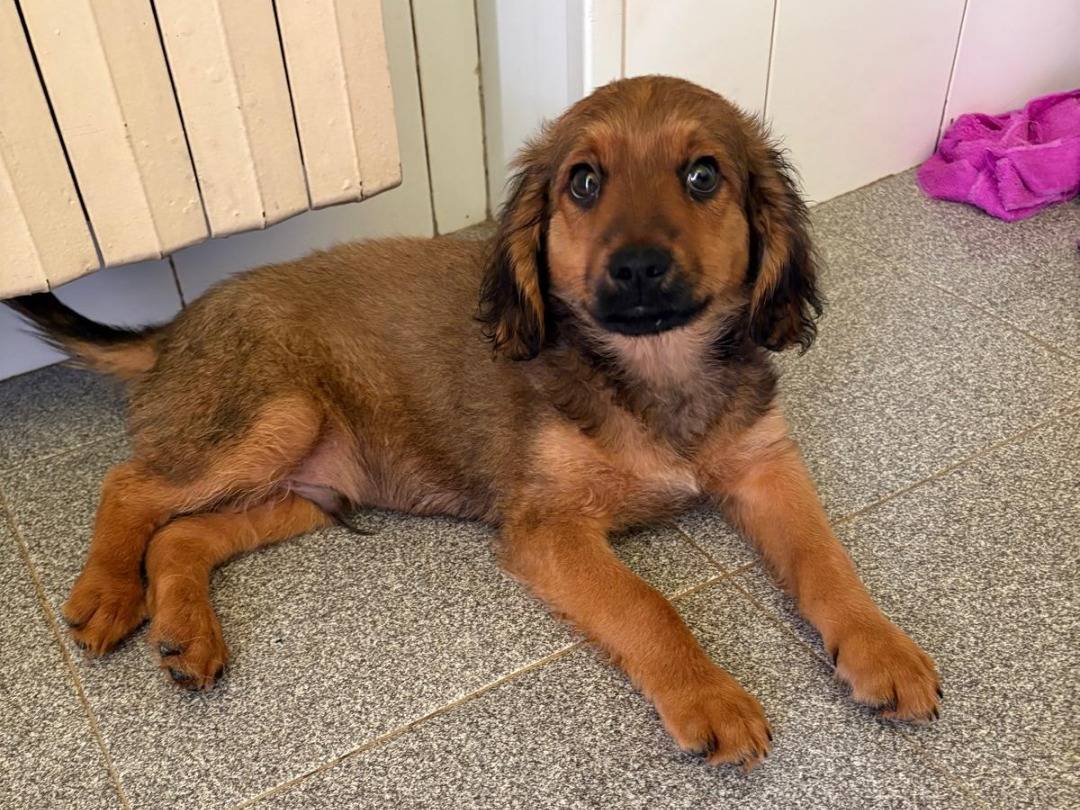 Vuoi adottare un cane a Pavia?