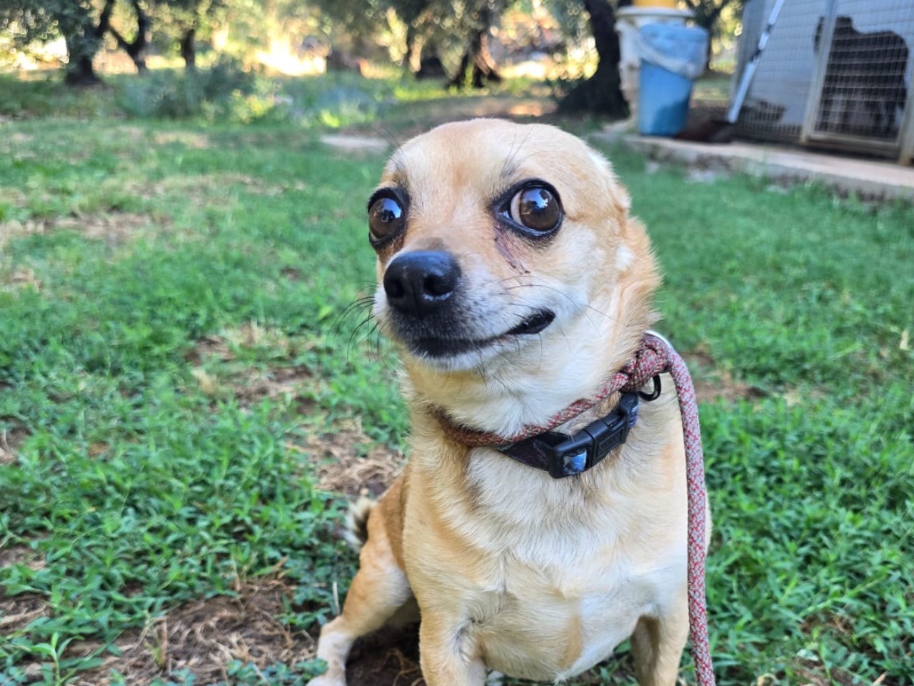 Adozione cane, maschio, Razza sconosciuta Razza sconosciuta, 7 anni e 6 mesi, taglia piccola, Latina