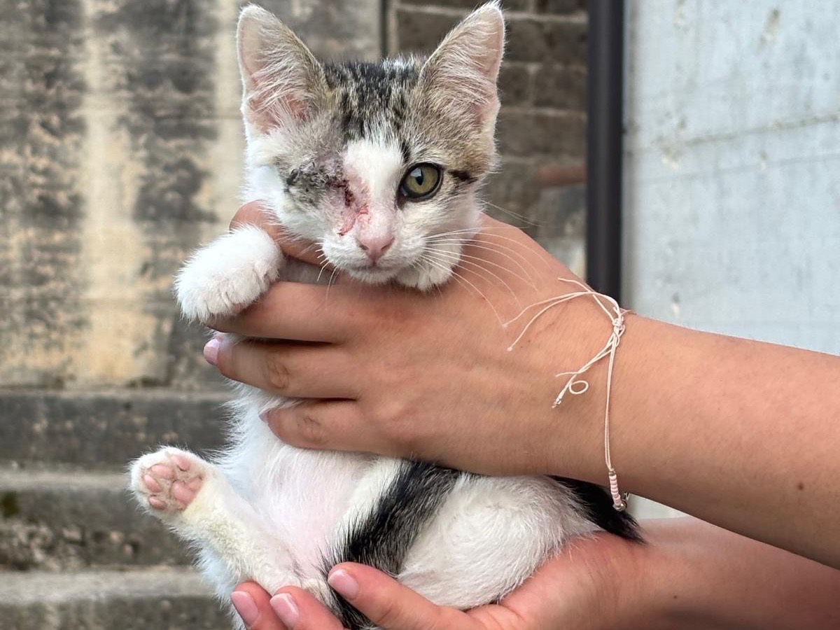 Adozione gatto, maschio, Razza sconosciuta Razza sconosciuta, 3 mesi, taglia non valida, Avellino