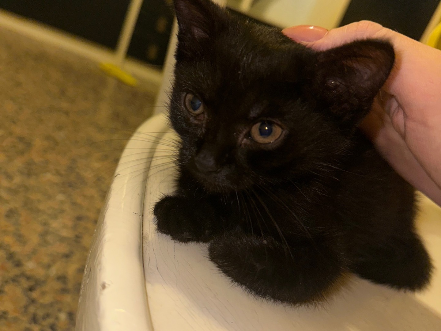 Adozione gatto, maschio, Razza sconosciuta Razza sconosciuta, 2 mesi, taglia non valida, Milano