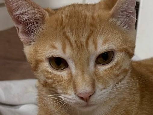 Adozione gatto, maschio, Razza sconosciuta Razza sconosciuta, 3 mesi, taglia non valida, Milano