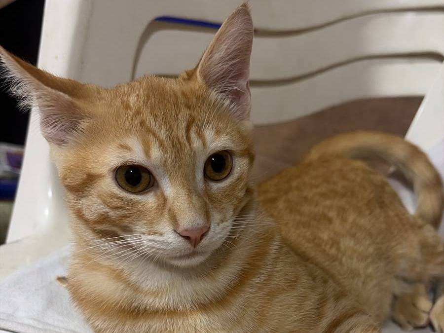 Adotta un gatto, maschio, 3 mesi, Milano