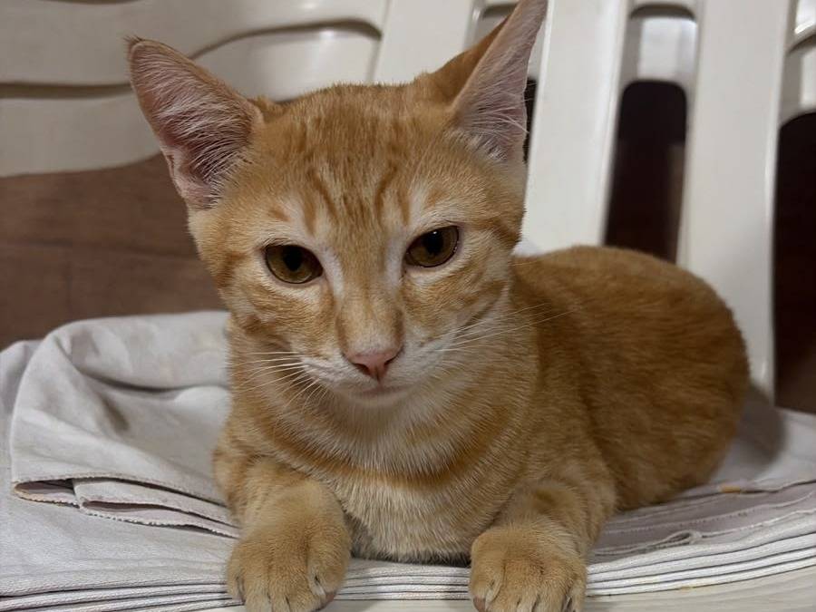 Adotta un gatto, taglia non valida, maschio, Milano