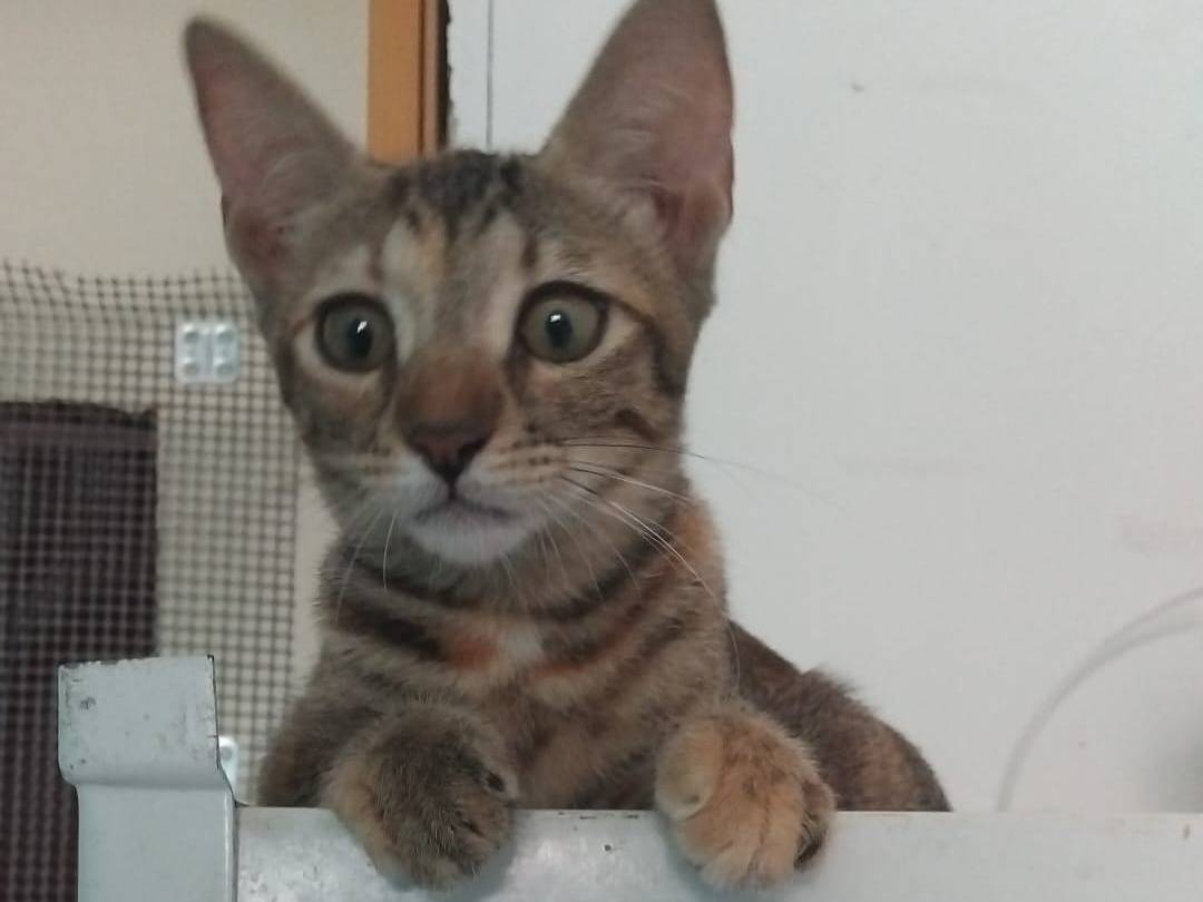 Adozione gatto, femmina, Razza sconosciuta Razza sconosciuta, 2 mesi, taglia non valida, Brescia