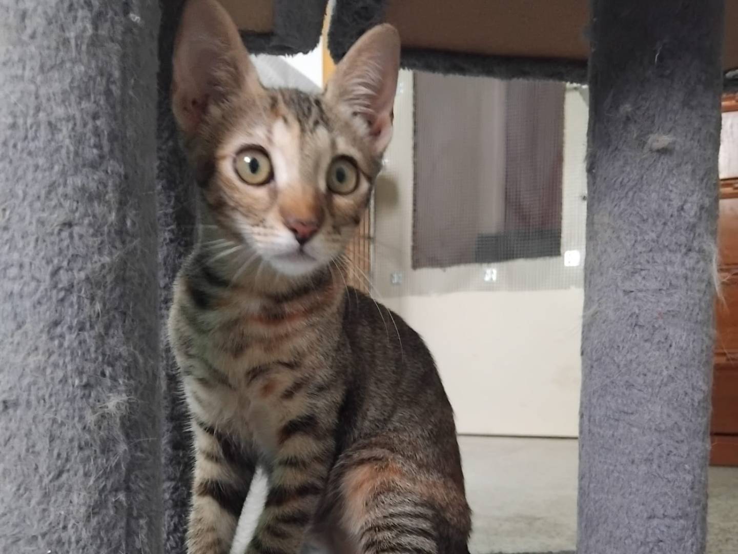 Adotta un gatto, femmina, 2 mesi, Brescia