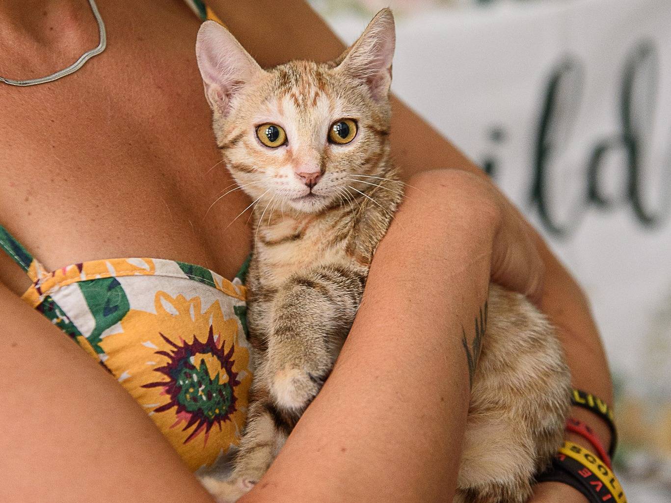 Adozione gatto, femmina, Razza sconosciuta Razza sconosciuta, 3 mesi, taglia non valida, Milano