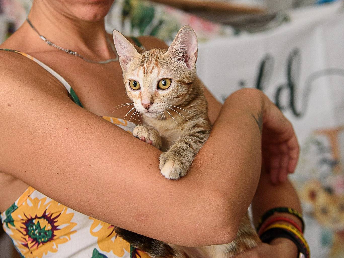 Adotta un gatto, femmina, 3 mesi, Milano