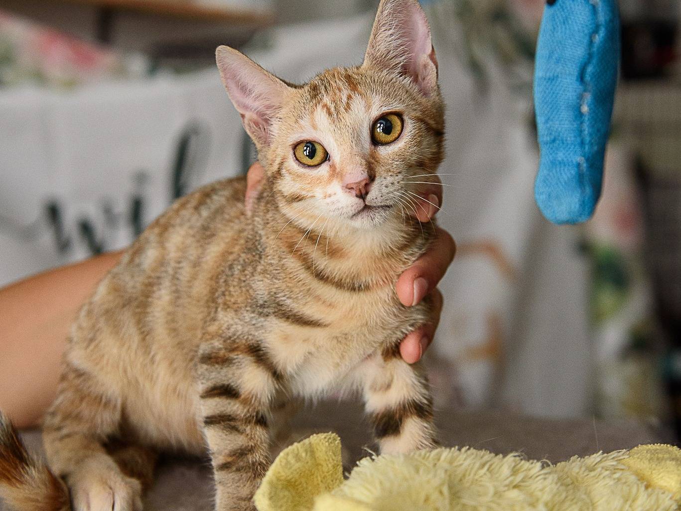 Adotta un gatto, taglia non valida, femmina, Milano