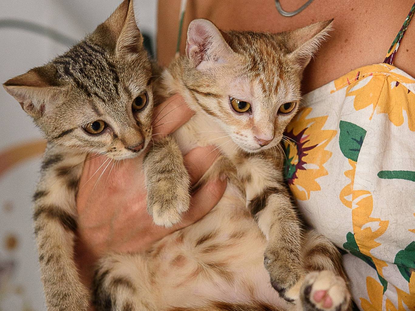 Vuoi adottare un gatto a Milano?