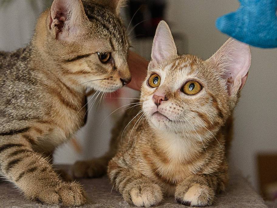 Adotta il gatto Sharpay Evans a Milano