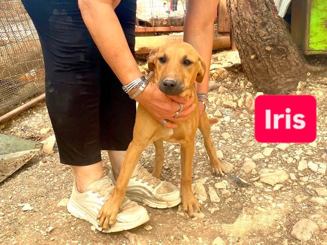 Adozione cane, femmina, Razza sconosciuta Razza sconosciuta, 4 mesi, taglia media contenuta, Foggia