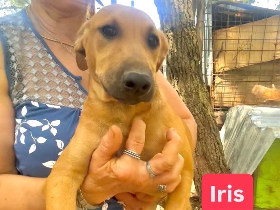 Adotta un cane, femmina, 4 mesi, Foggia