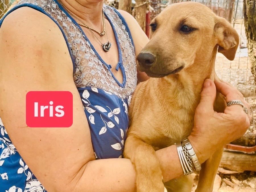 Adotta un cane, taglia media contenuta, femmina, Foggia