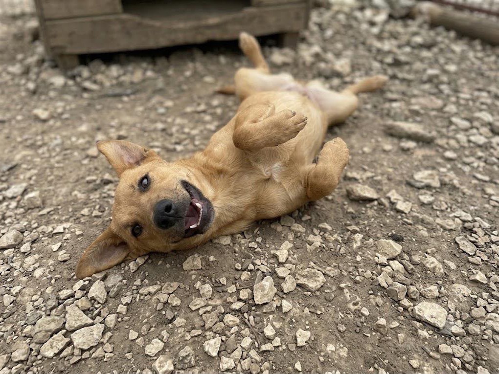Vuoi adottare un cane a Foggia?