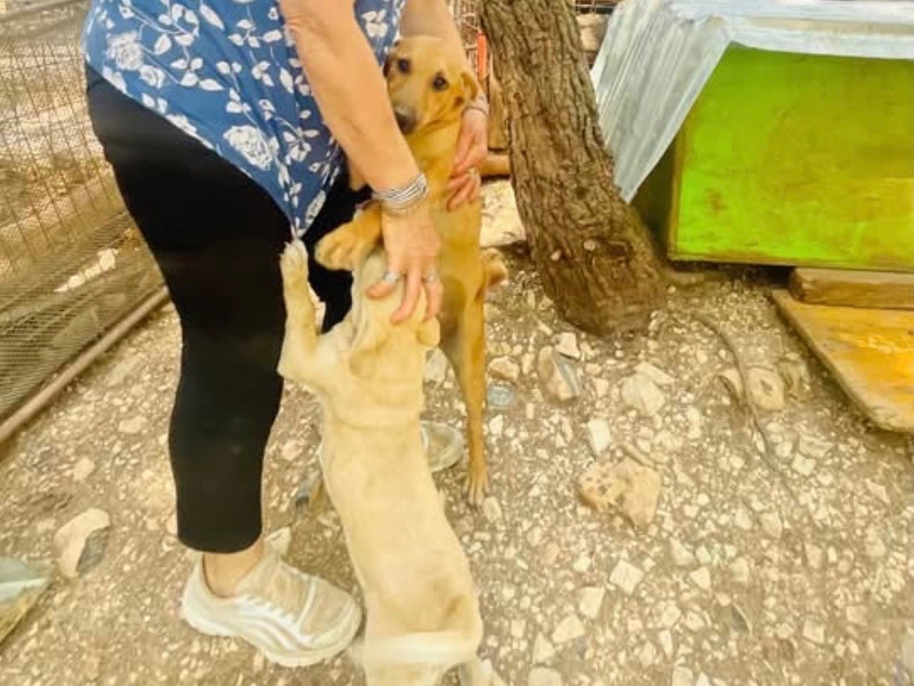 Adotta il cane Iris  a Foggia