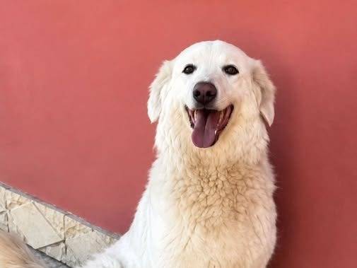 Adozione cane, femmina, Razza sconosciuta Razza sconosciuta, 5 anni e 1 mese, taglia grande, Crotone