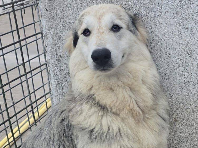 Adozione cane, femmina, Razza sconosciuta Razza sconosciuta, 1 anno e 1 mese, taglia grande, Crotone