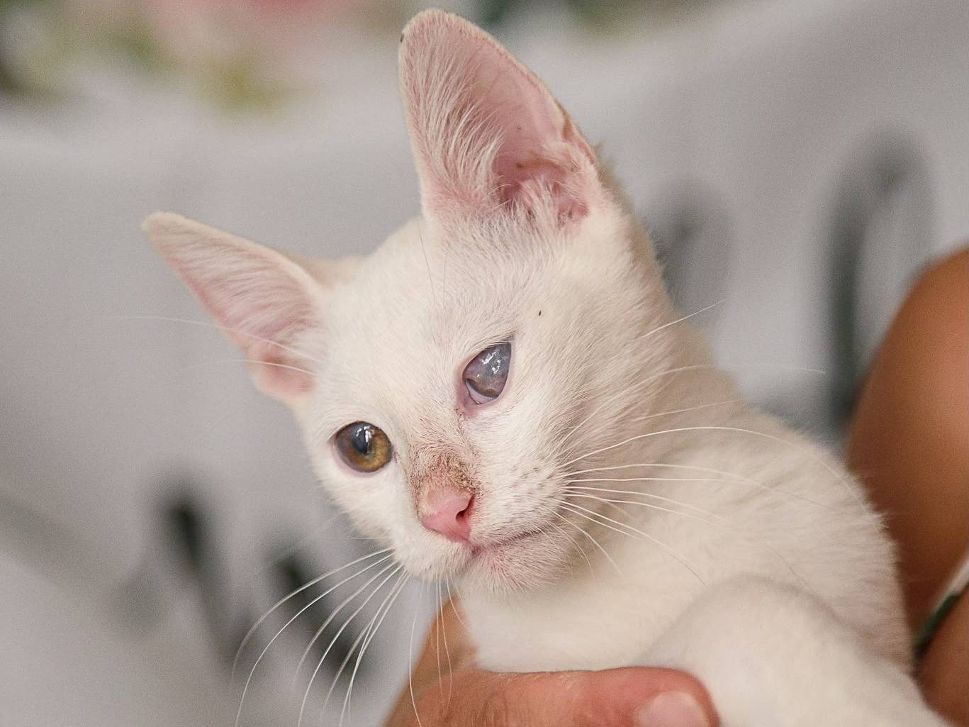 Vuoi adottare un gatto a Genova?