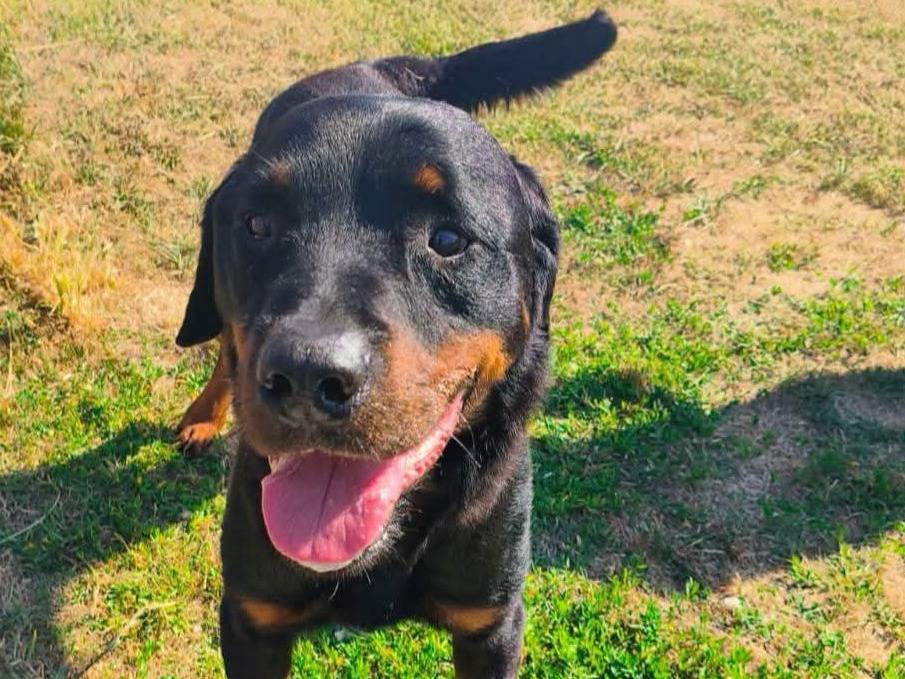 Adozione cane, maschio, Rottweiler Razza sconosciuta, 3 anni e 2 mesi, taglia grande, Latina