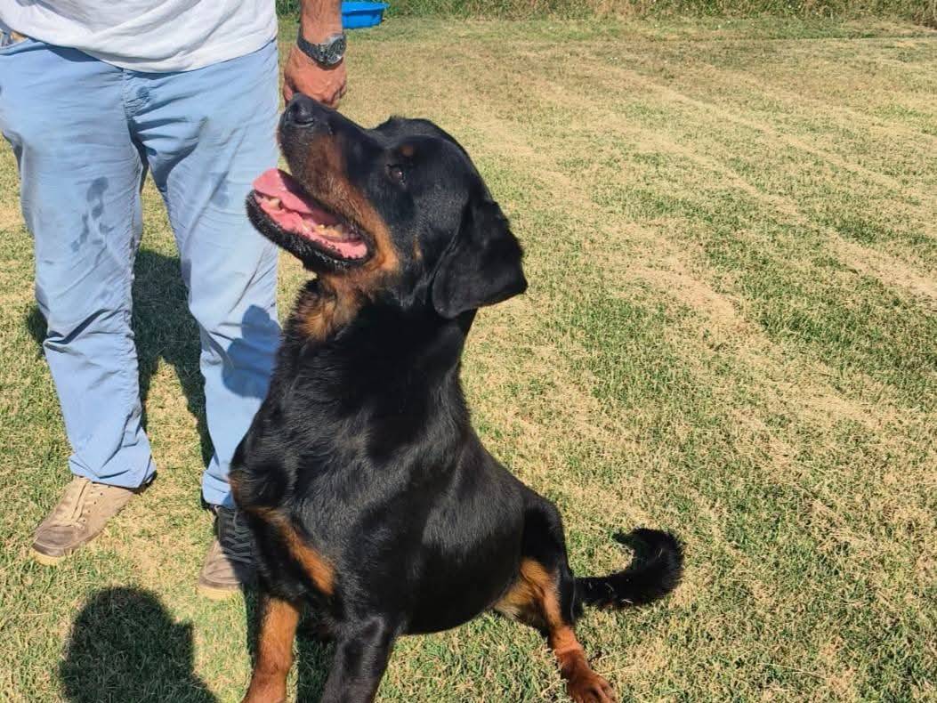 Vuoi adottare un cane a Latina?