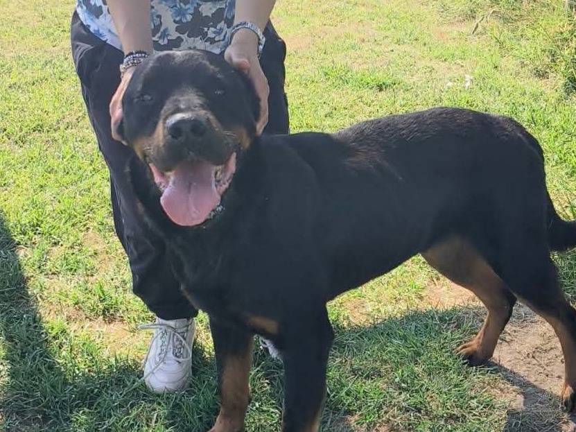Adotta il cane Adamo a Latina