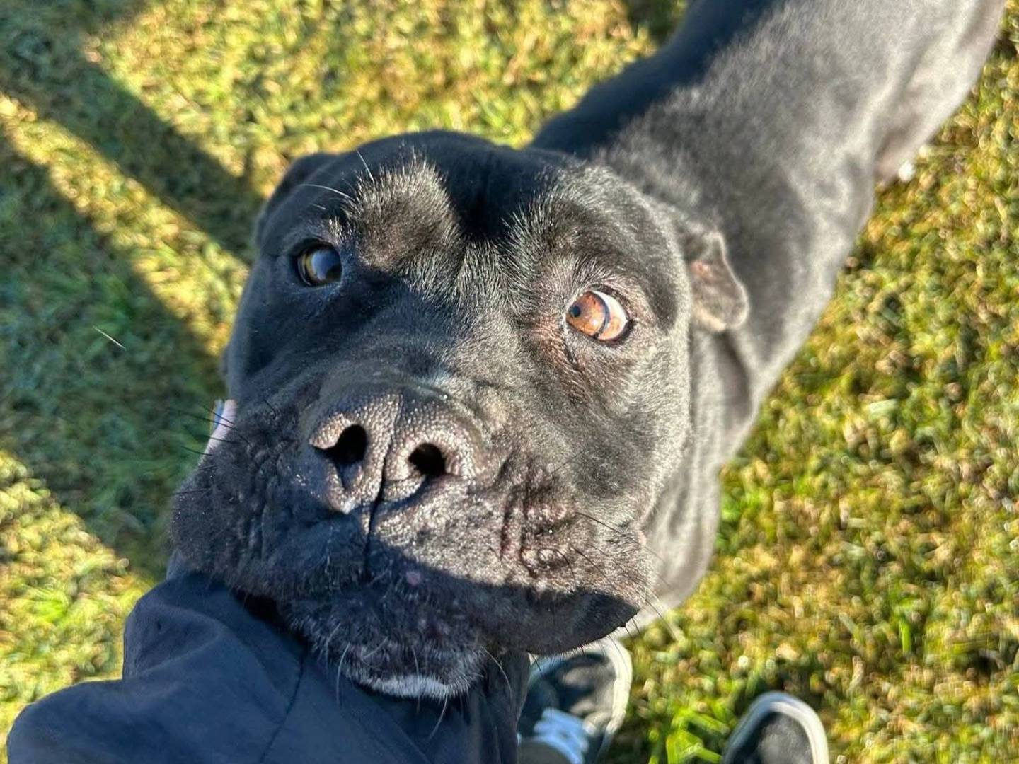 Adozione cane, maschio, Pitbull Razza sconosciuta, 3 anni e 6 mesi, taglia grande, Latina