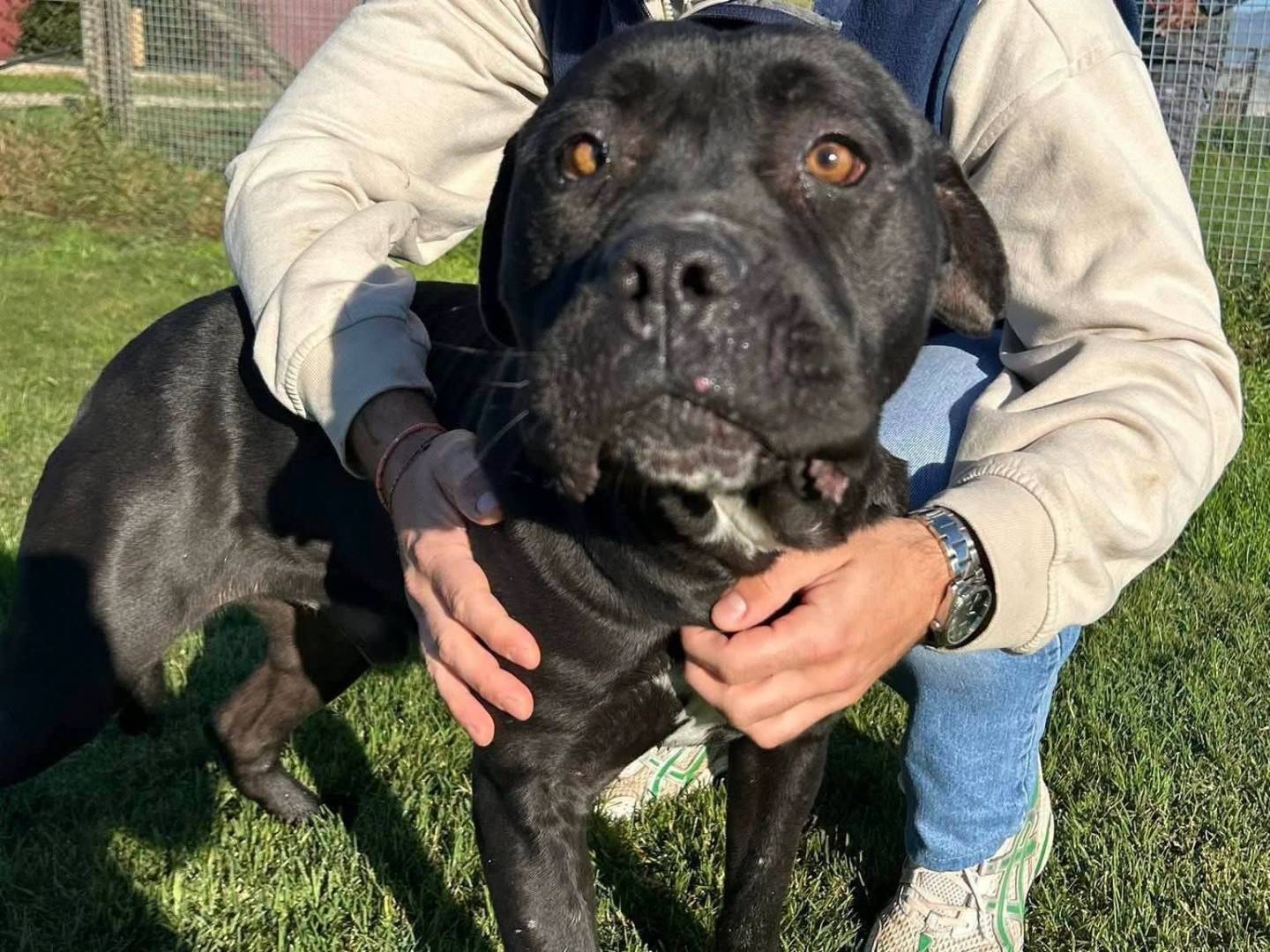 Adotta un cane, maschio, 3 anni e 6 mesi, Latina