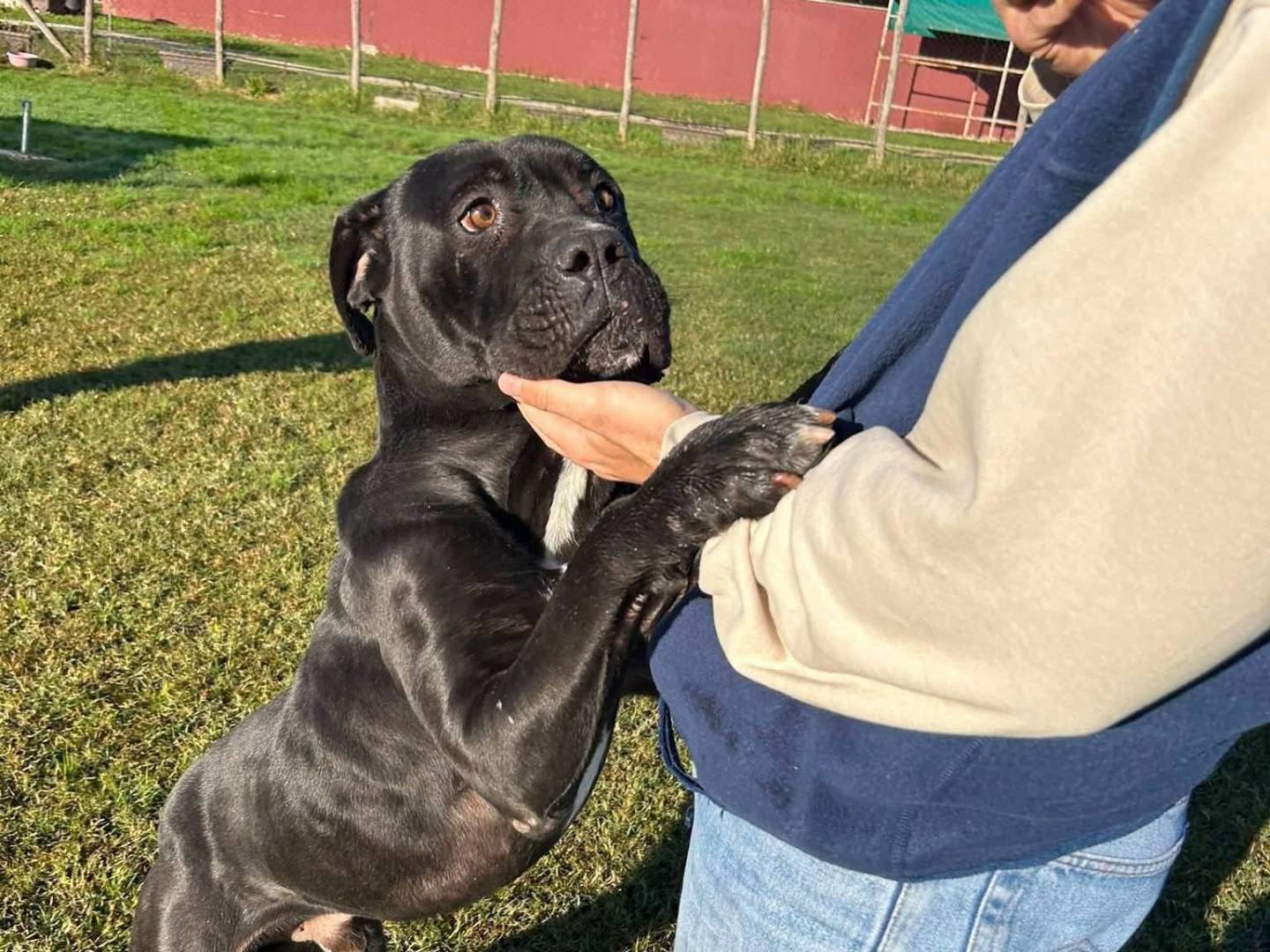 Adotta un cane, taglia grande, maschio, Latina