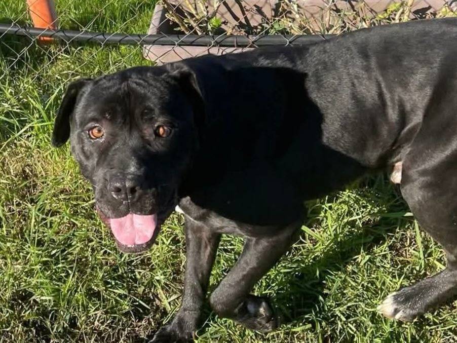 Adotta il cane George a Latina